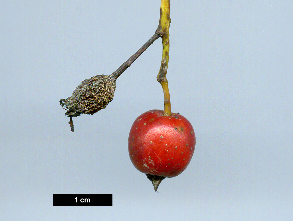 High resolution image: Family: Rosaceae - Genus: Sorbus - Taxon: porrigentiformis