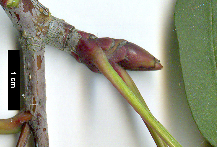 High resolution image: Family: Rosaceae - Genus: Sorbus - Taxon: pseudohupehensis