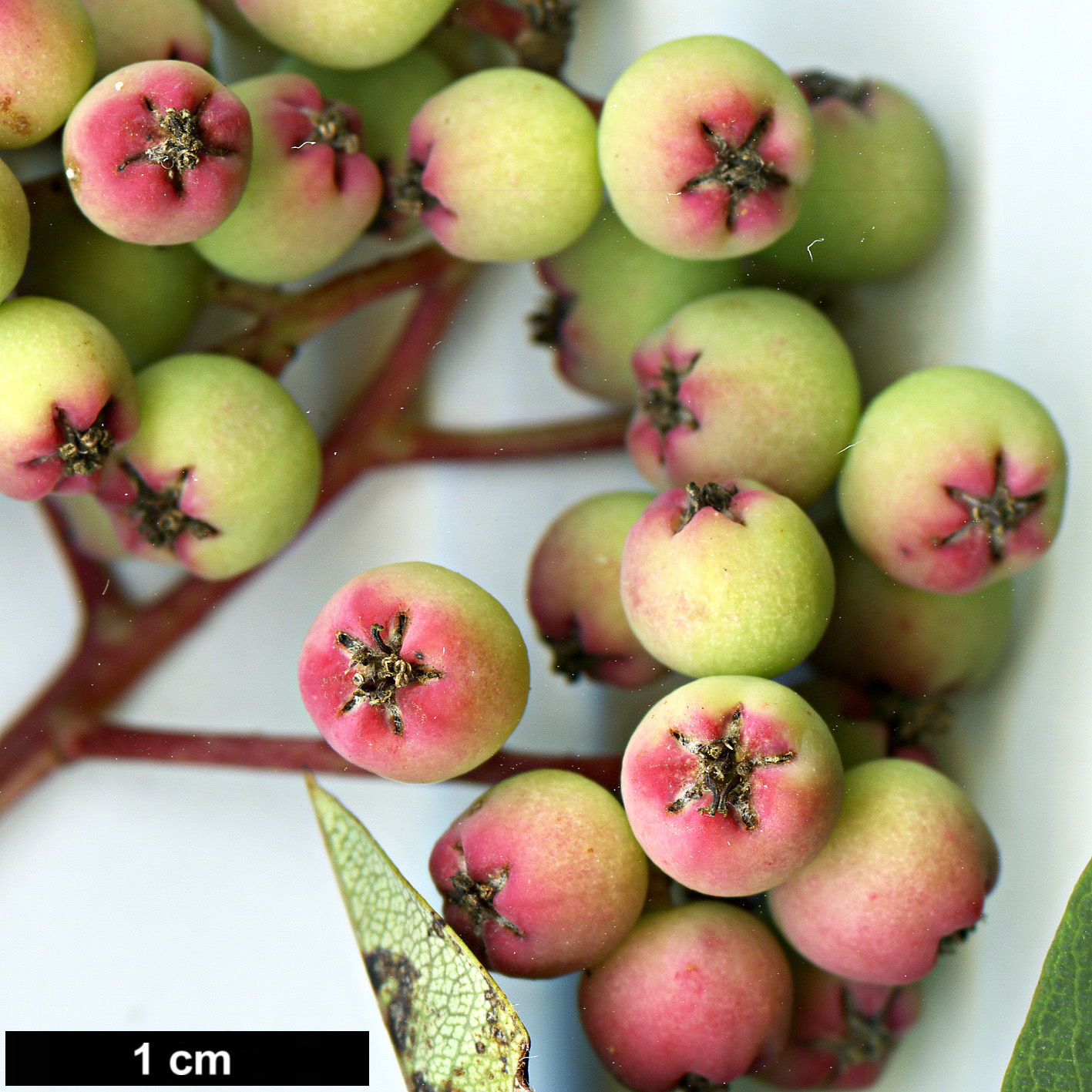 High resolution image: Family: Rosaceae - Genus: Sorbus - Taxon: pseudohupehensis