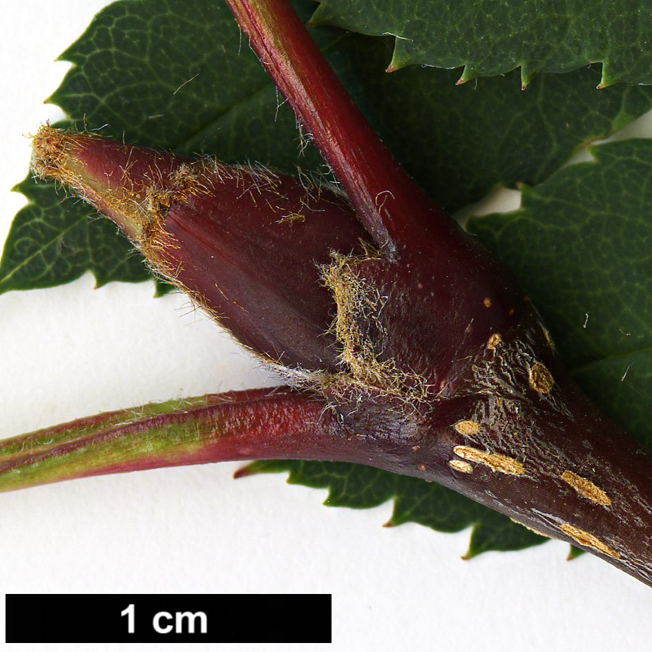 High resolution image: Family: Rosaceae - Genus: Sorbus - Taxon: pseudohupehensis