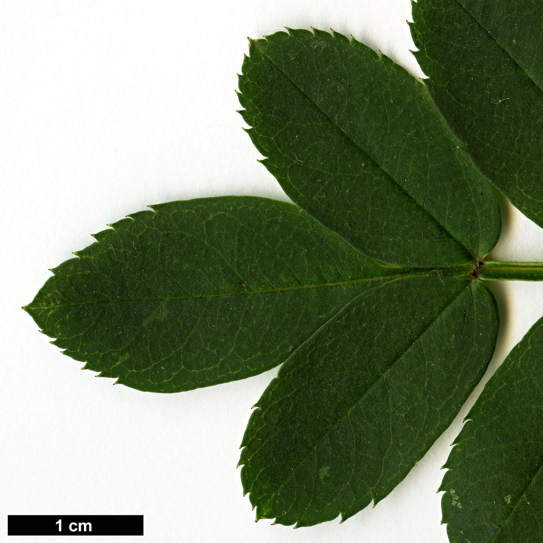 High resolution image: Family: Rosaceae - Genus: Sorbus - Taxon: pseudovilmorinii