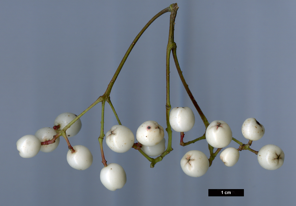 High resolution image: Family: Rosaceae - Genus: Sorbus - Taxon: pseudovilmorinii