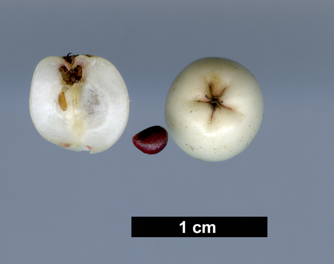 High resolution image: Family: Rosaceae - Genus: Sorbus - Taxon: pseudovilmorinii