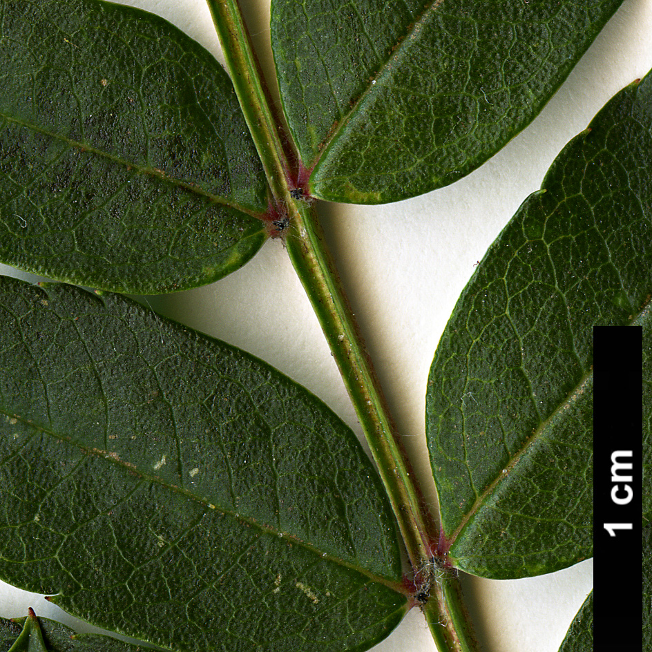 High resolution image: Family: Rosaceae - Genus: Sorbus - Taxon: pseudovilmorinii