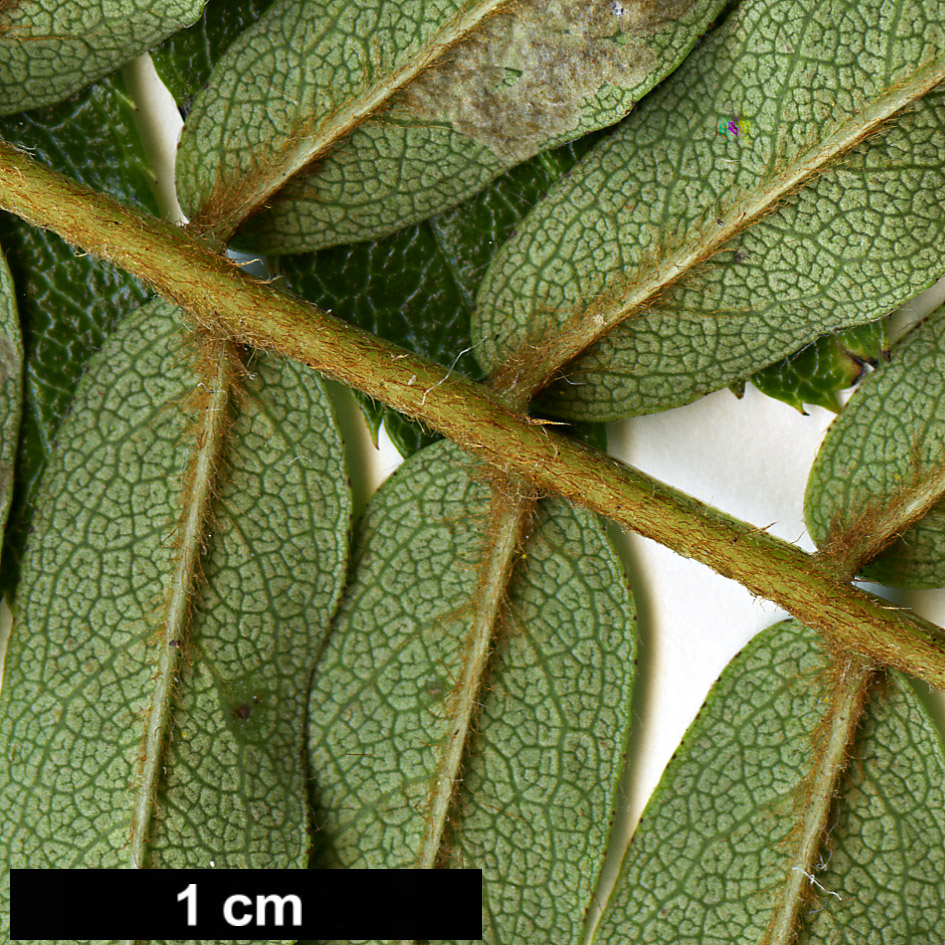 High resolution image: Family: Rosaceae - Genus: Sorbus - Taxon: pteridophylla