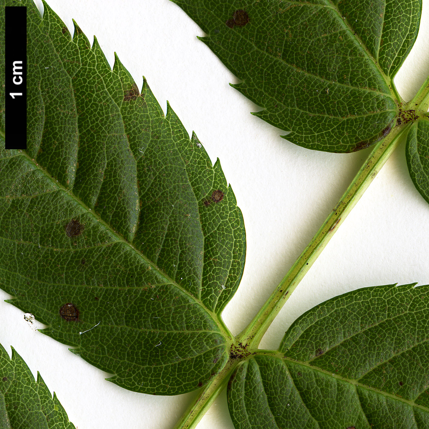 High resolution image: Family: Rosaceae - Genus: Sorbus - Taxon: randaiensis