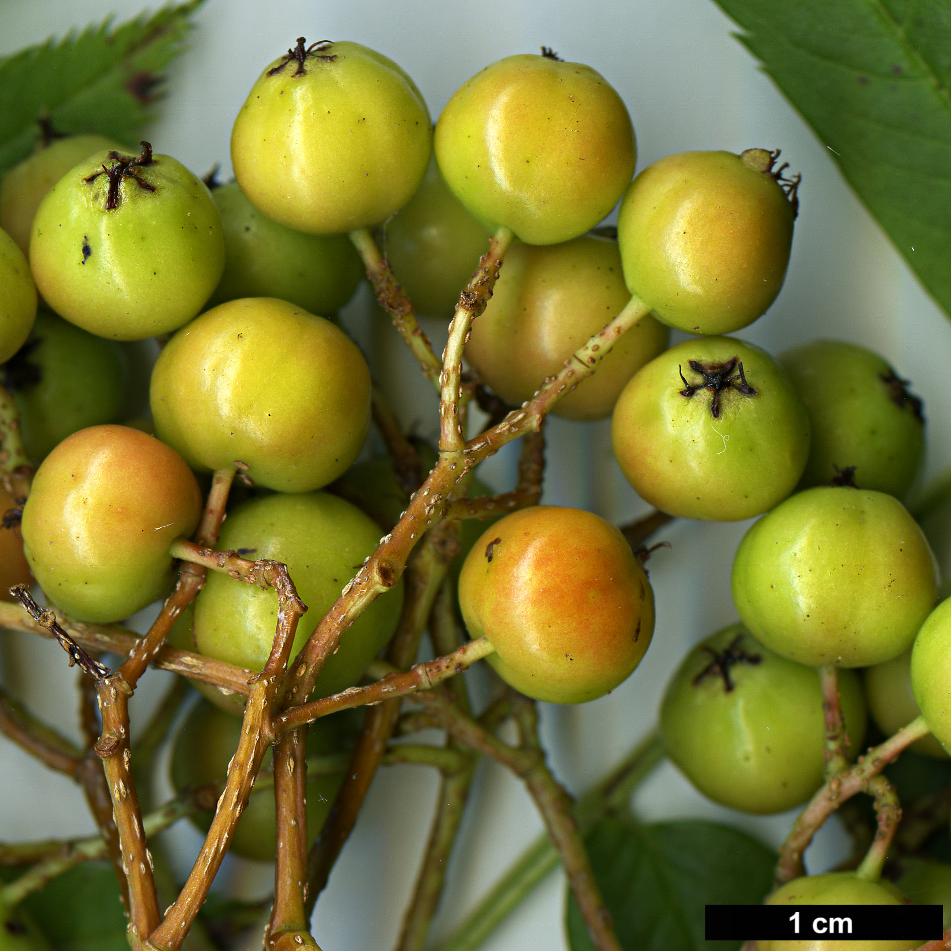 High resolution image: Family: Rosaceae - Genus: Sorbus - Taxon: randaiensis