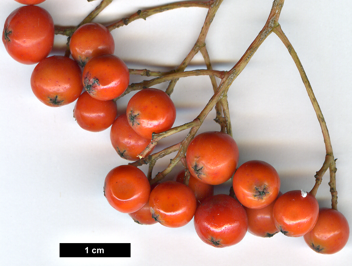 High resolution image: Family: Rosaceae - Genus: Sorbus - Taxon: randaiensis