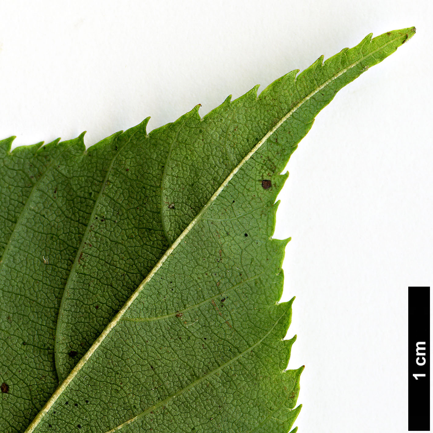 High resolution image: Family: Rosaceae - Genus: Sorbus - Taxon: rhamnoides