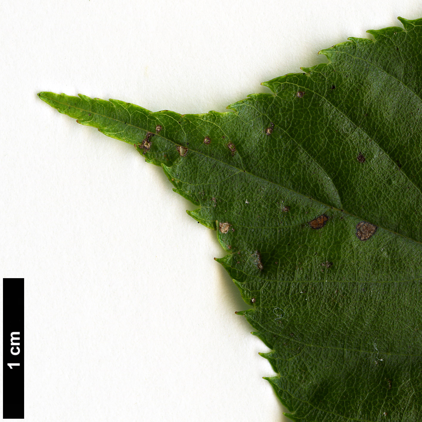 High resolution image: Family: Rosaceae - Genus: Sorbus - Taxon: rhamnoides