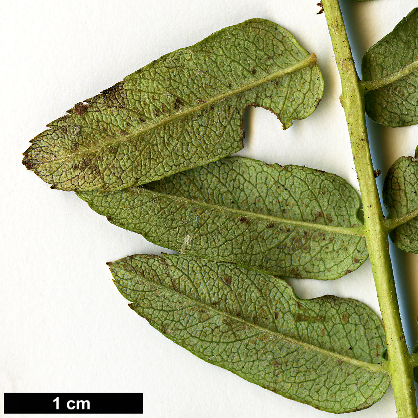 High resolution image: Family: Rosaceae - Genus: Sorbus - Taxon: rinzenii