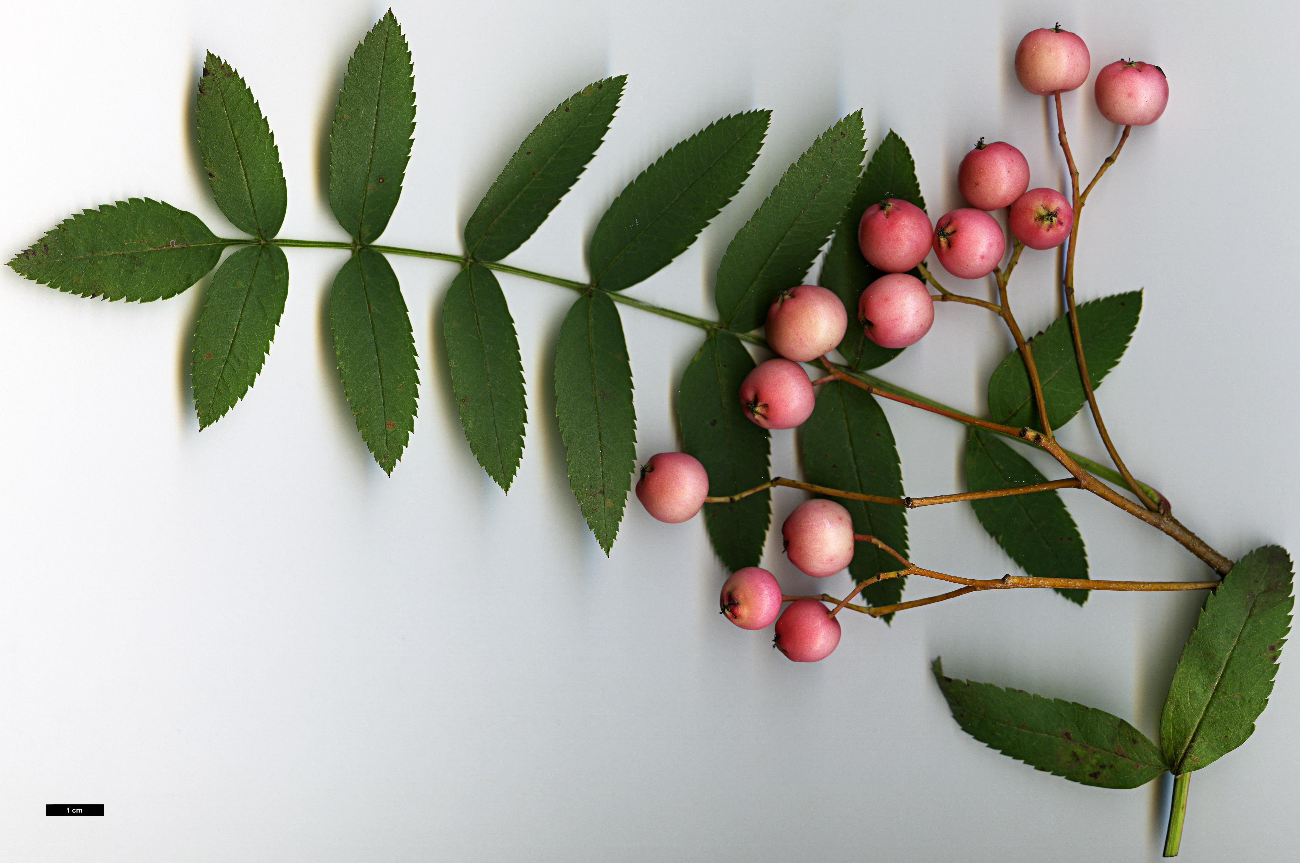 High resolution image: Family: Rosaceae - Genus: Sorbus - Taxon: rosea