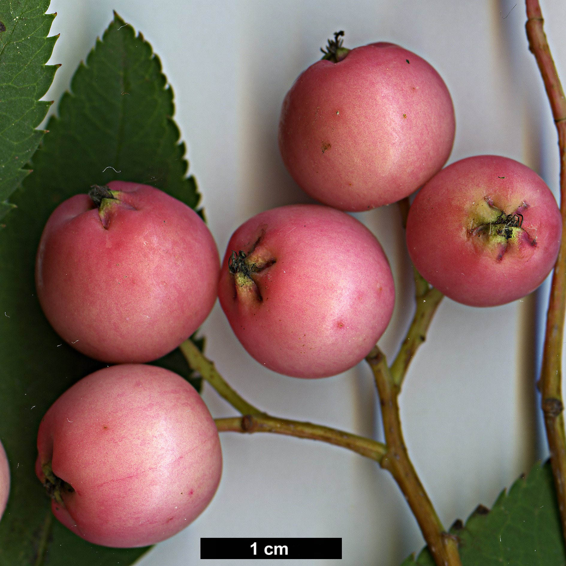 High resolution image: Family: Rosaceae - Genus: Sorbus - Taxon: rosea