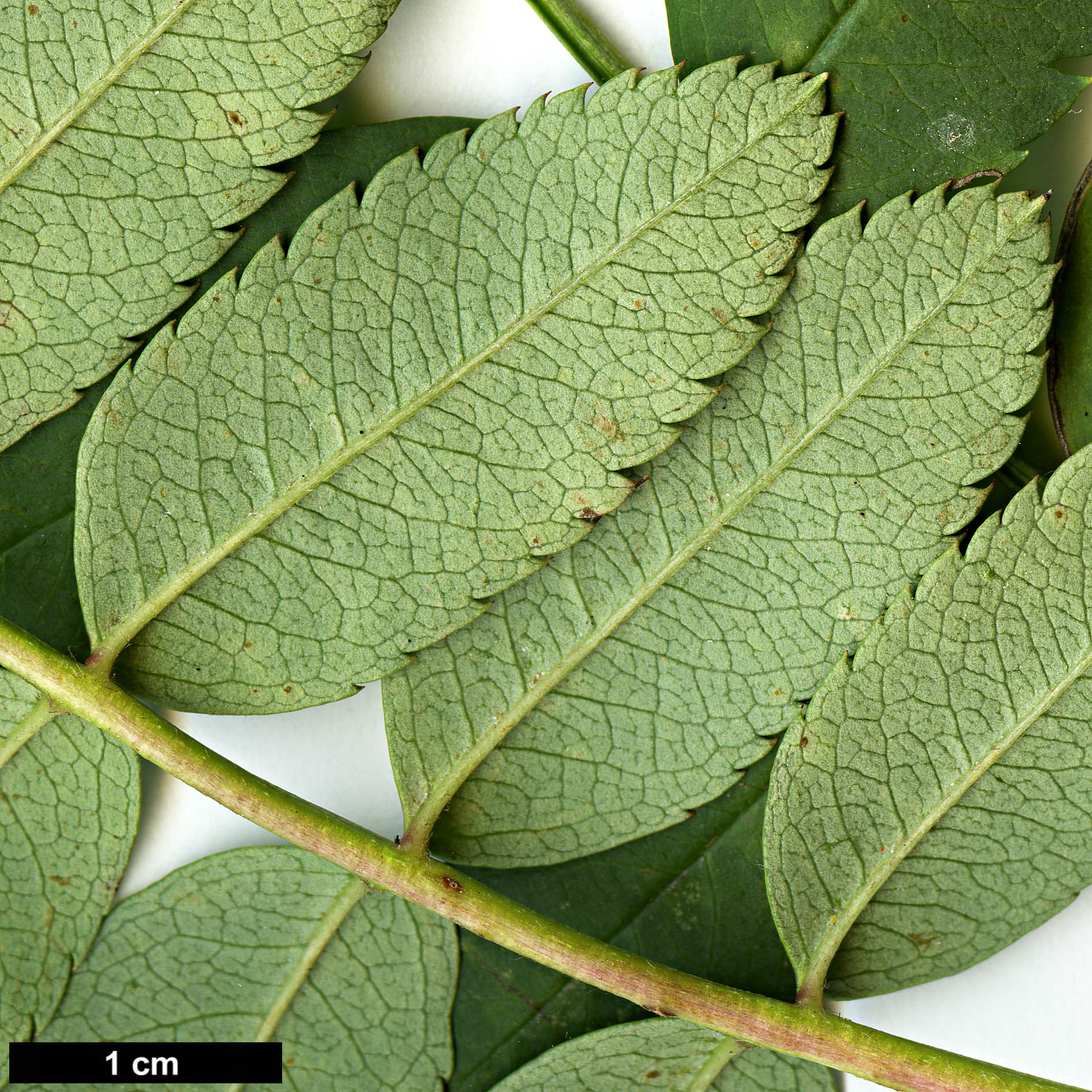 High resolution image: Family: Rosaceae - Genus: Sorbus - Taxon: rosea