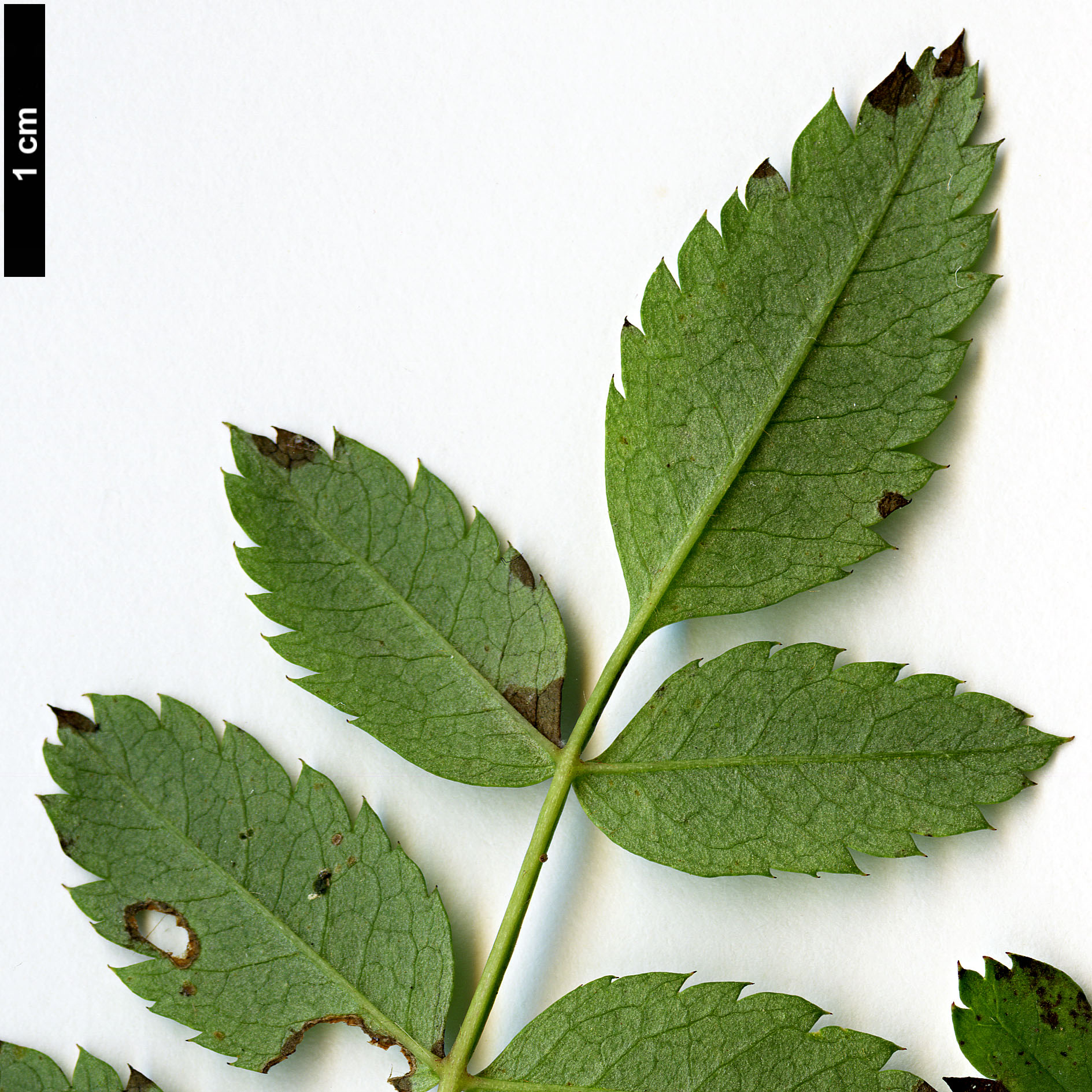 High resolution image: Family: Rosaceae - Genus: Sorbus - Taxon: rosea