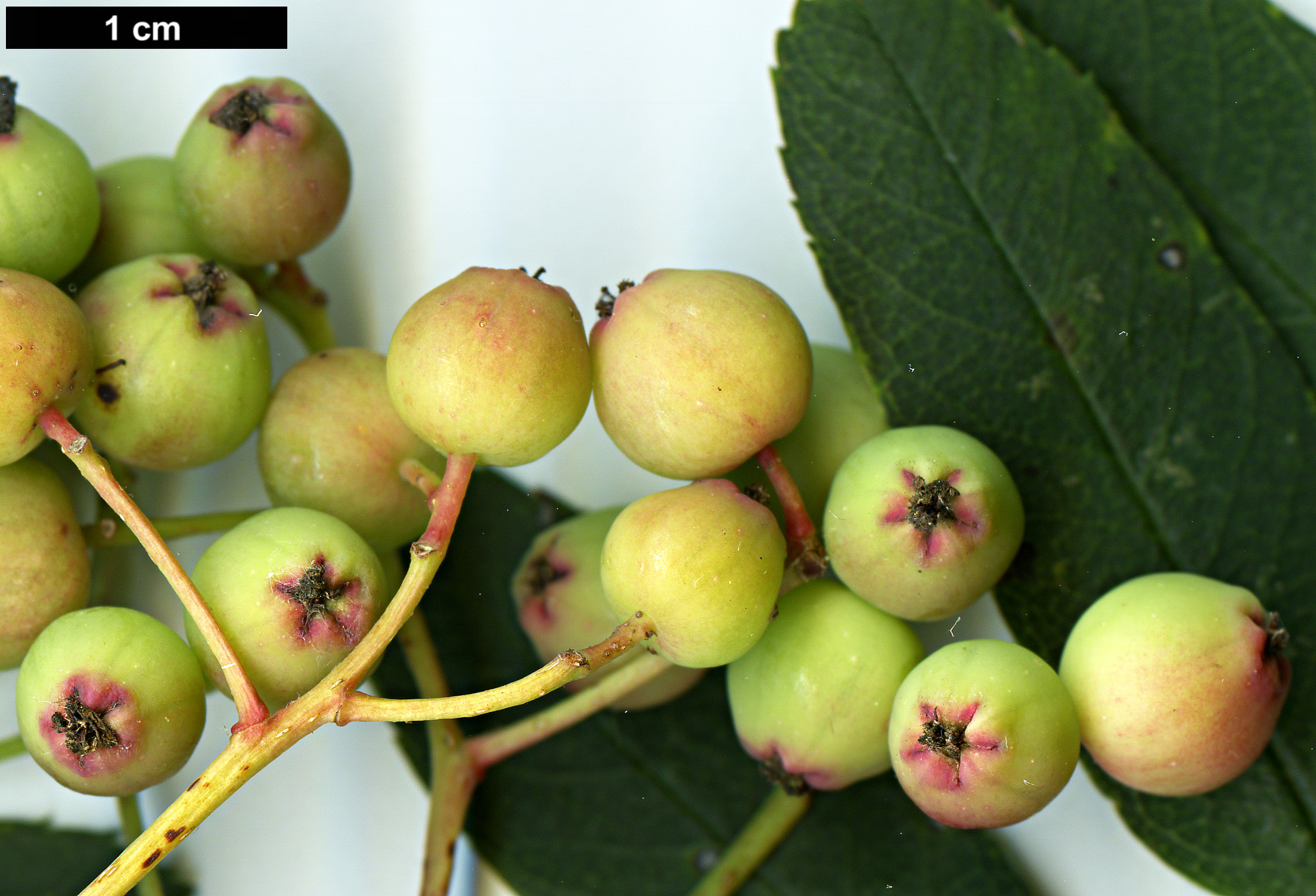 High resolution image: Family: Rosaceae - Genus: Sorbus - Taxon: rushforthii