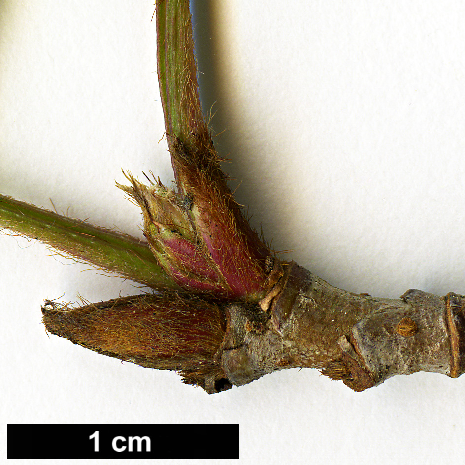 High resolution image: Family: Rosaceae - Genus: Sorbus - Taxon: rutilans