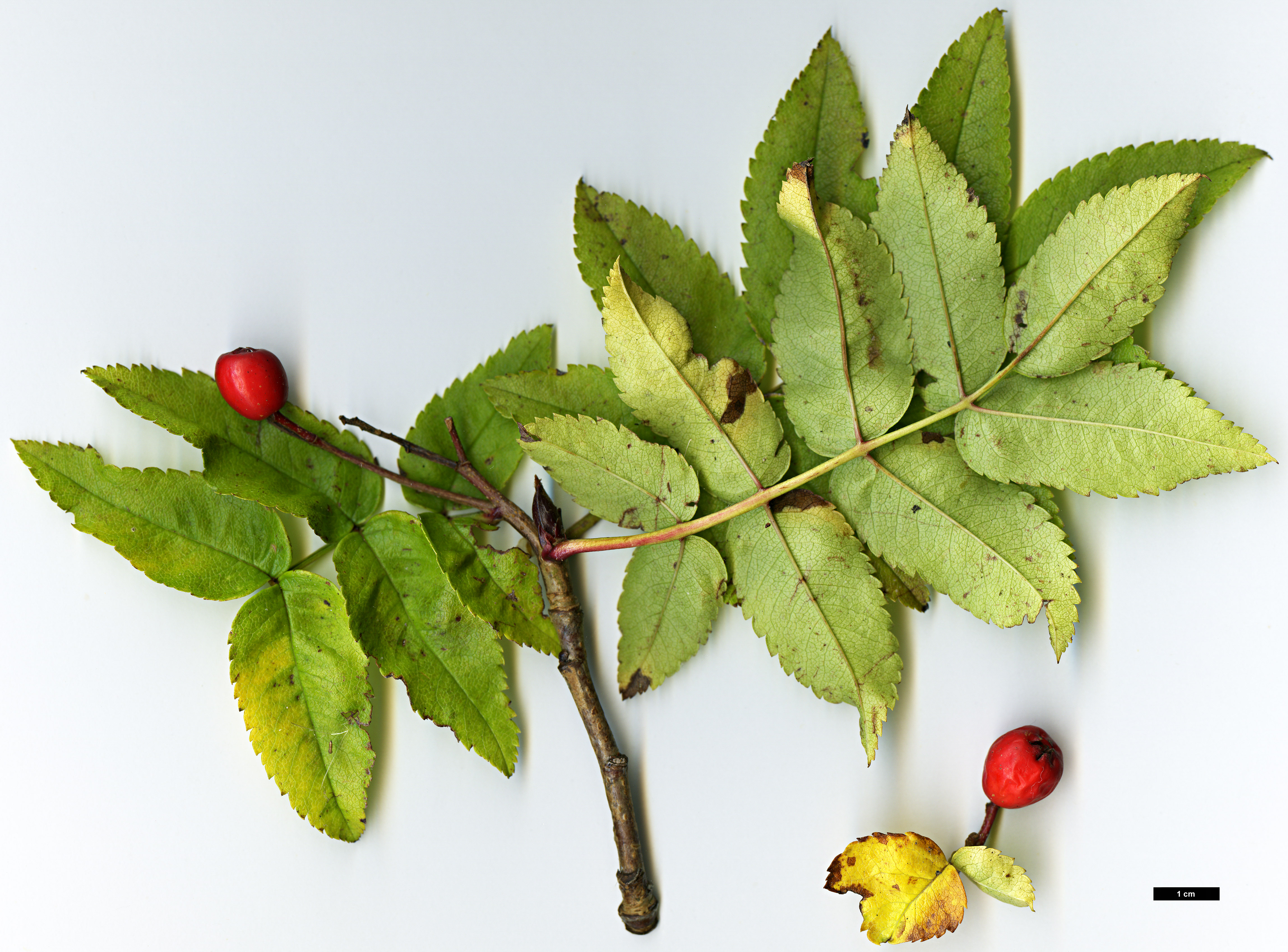 High resolution image: Family: Rosaceae - Genus: Sorbus - Taxon: sambucifolia