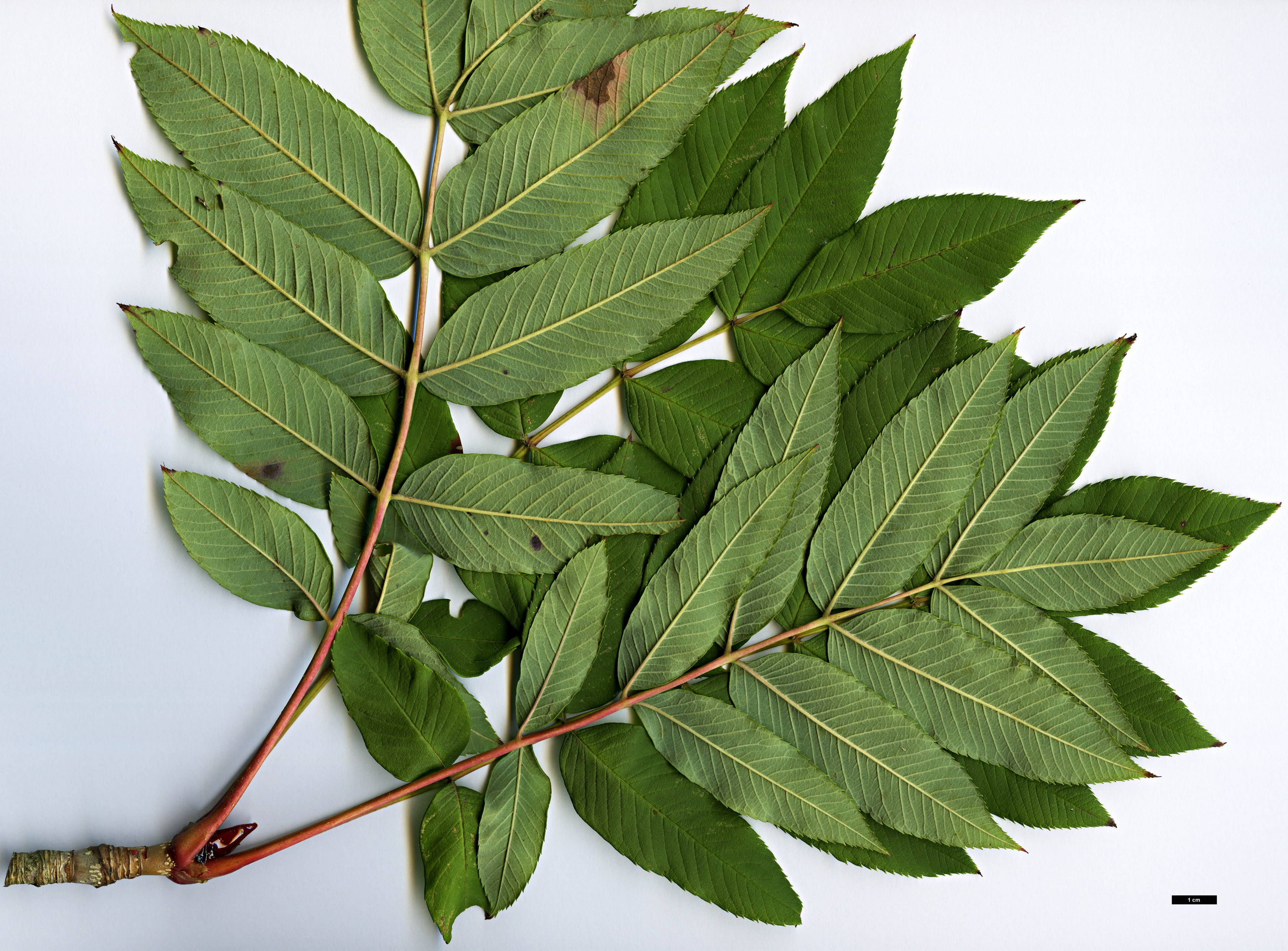 High resolution image: Family: Rosaceae - Genus: Sorbus - Taxon: sargentiana