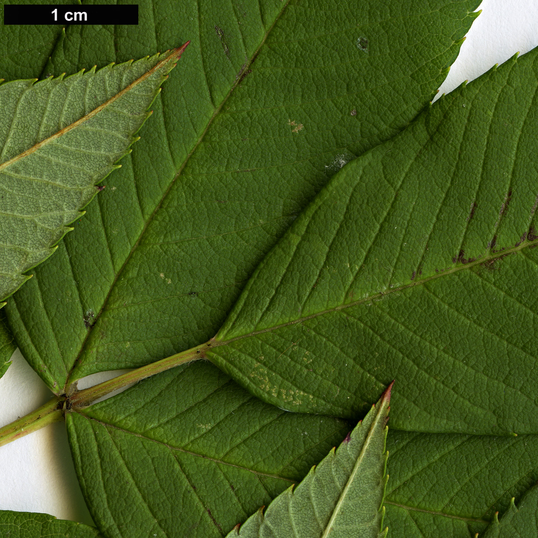 High resolution image: Family: Rosaceae - Genus: Sorbus - Taxon: sargentiana