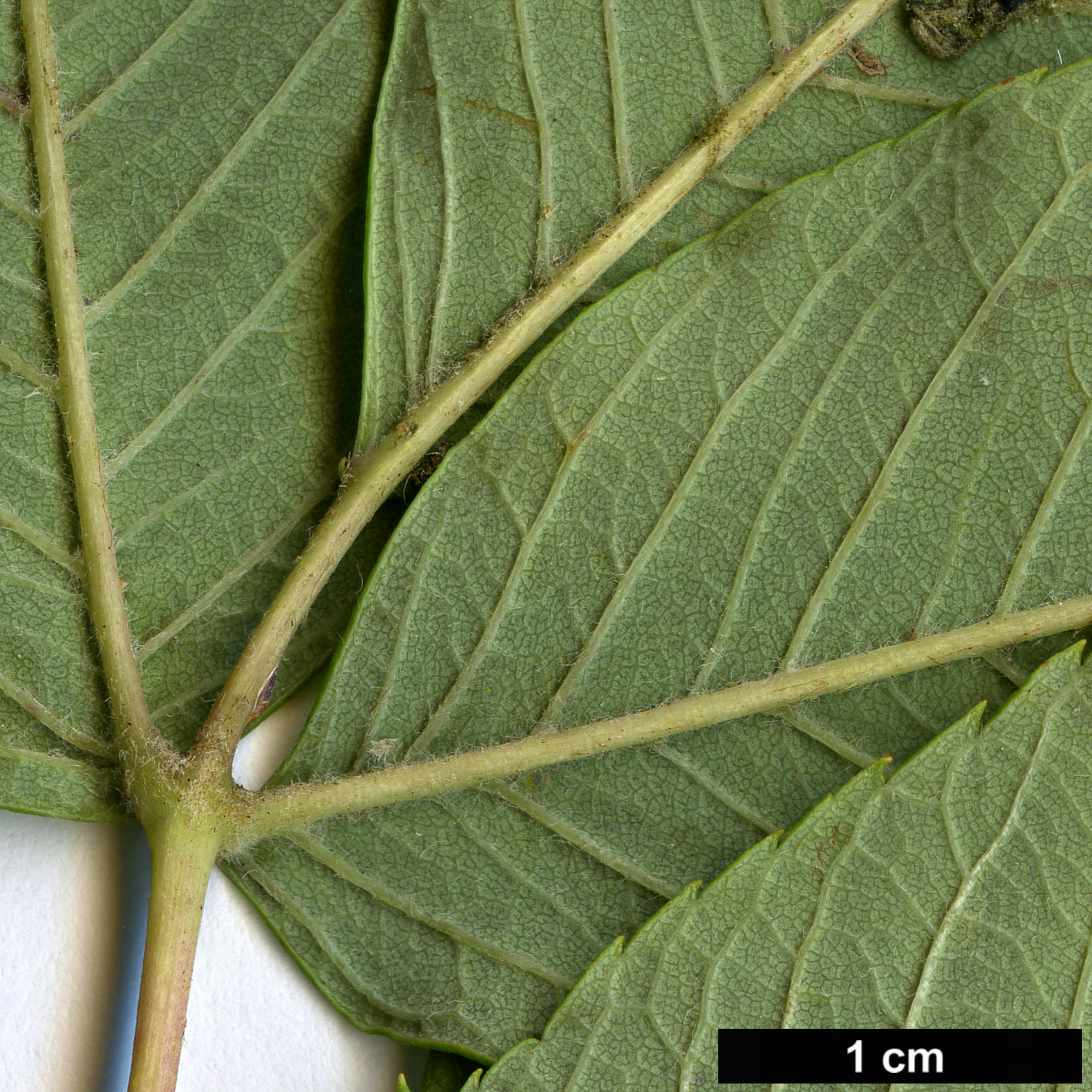 High resolution image: Family: Rosaceae - Genus: Sorbus - Taxon: sargentiana