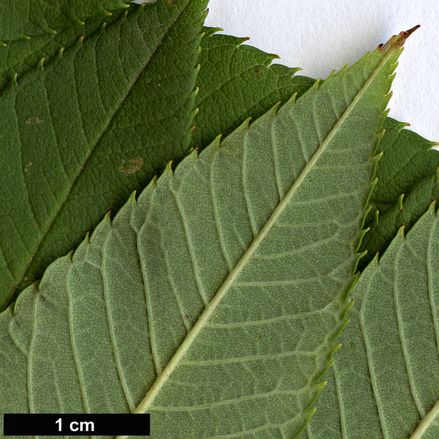 High resolution image: Family: Rosaceae - Genus: Sorbus - Taxon: sargentiana