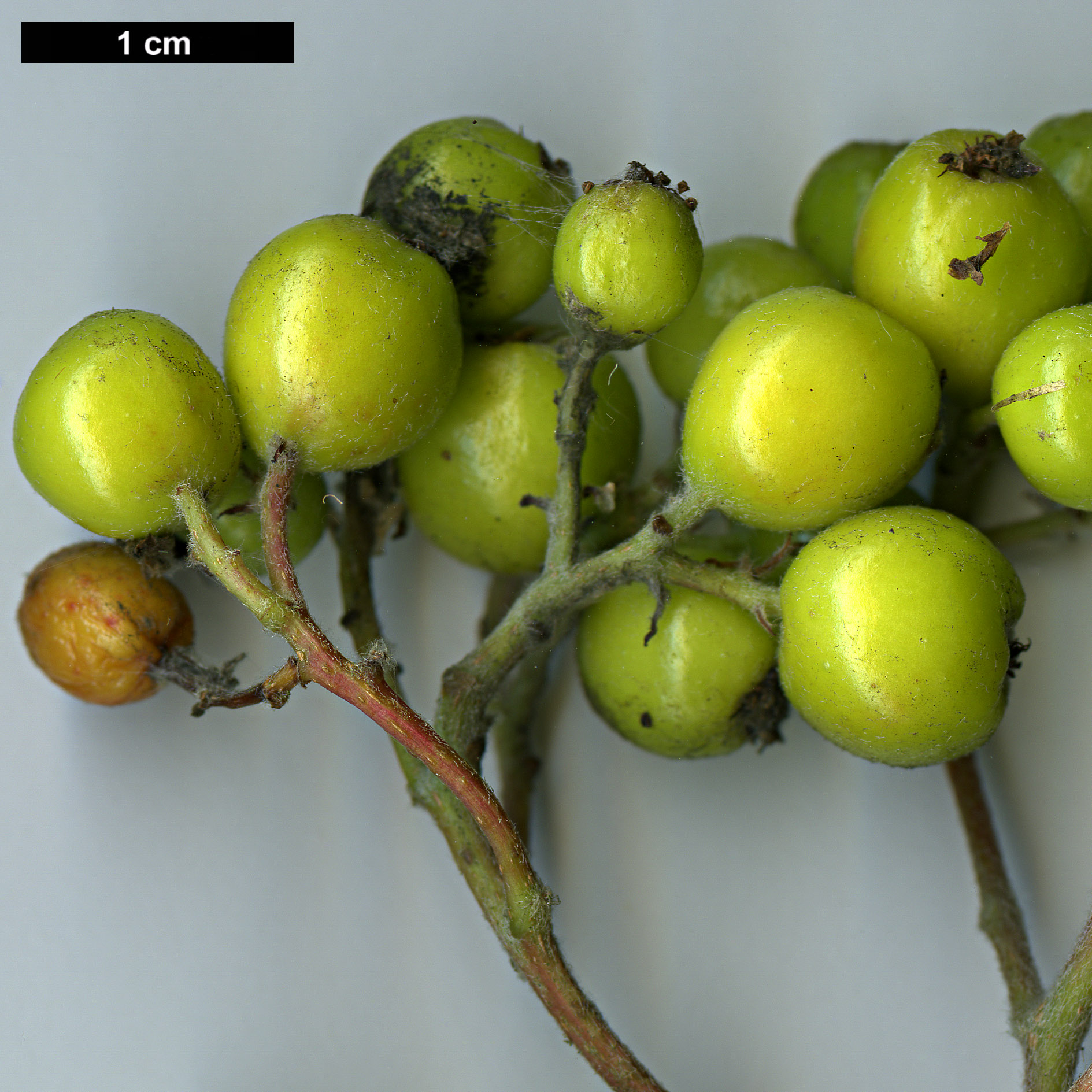 High resolution image: Family: Rosaceae - Genus: Sorbus - Taxon: scopulina