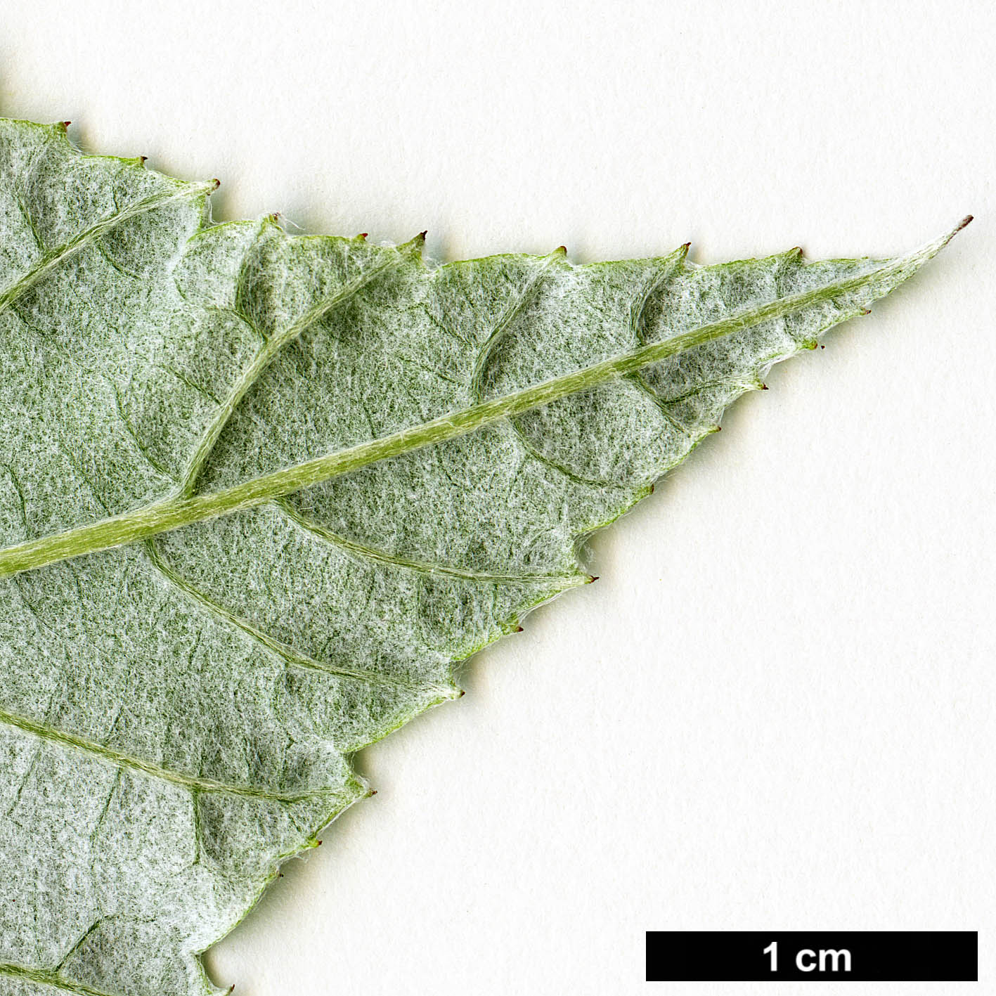 High resolution image: Family: Rosaceae - Genus: Sorbus - Taxon: sharmae