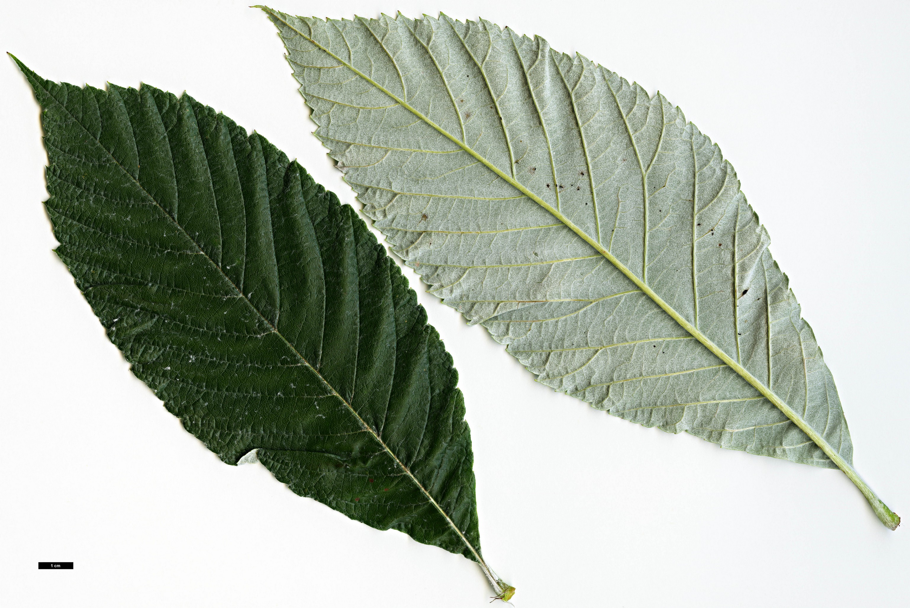 High resolution image: Family: Rosaceae - Genus: Sorbus - Taxon: sharmae