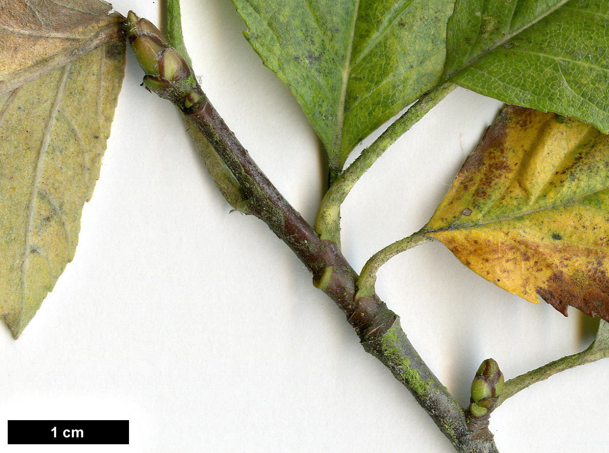 High resolution image: Family: Rosaceae - Genus: Sorbus - Taxon: simonkaiana