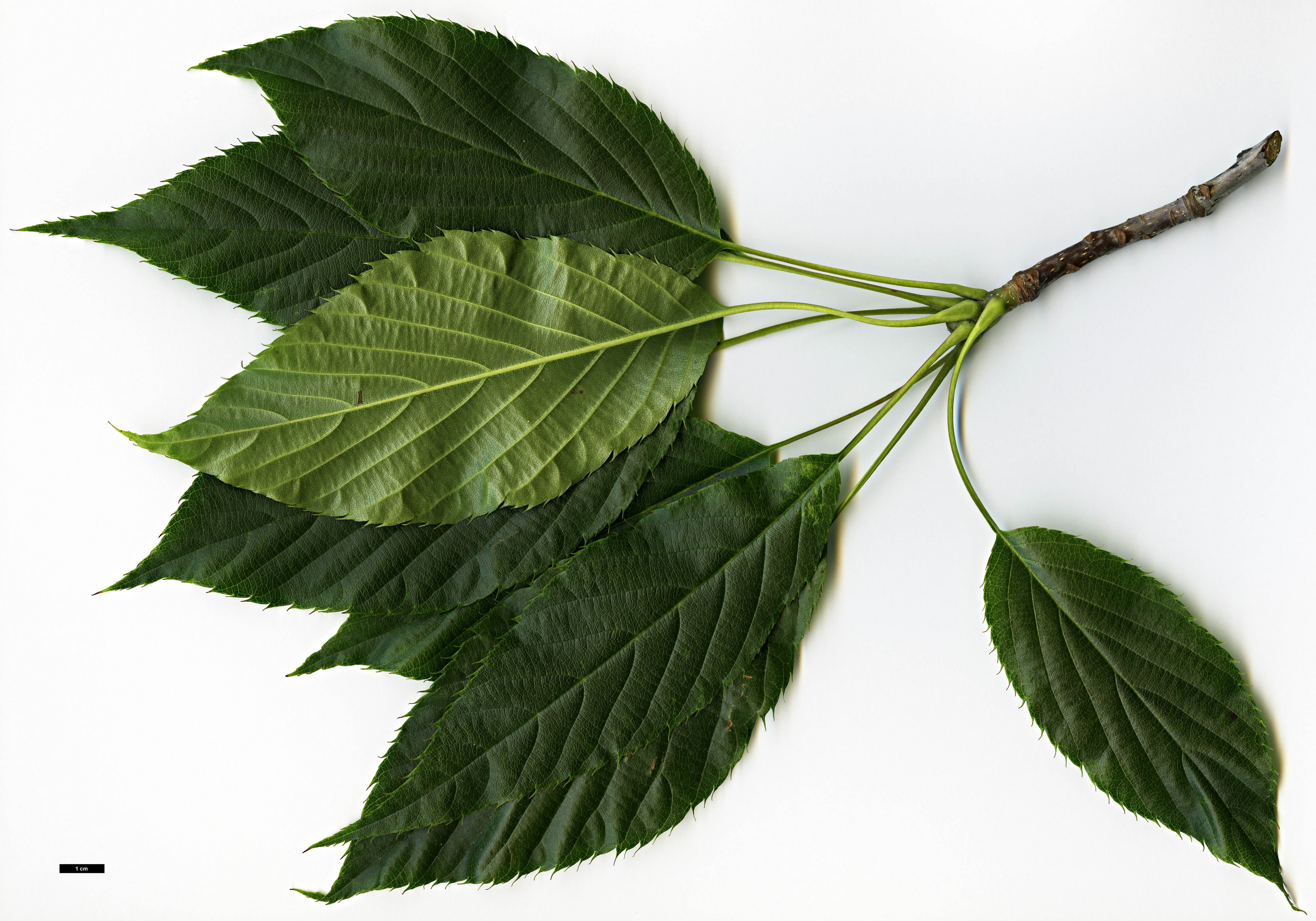 High resolution image: Family: Rosaceae - Genus: Sorbus - Taxon: subulata