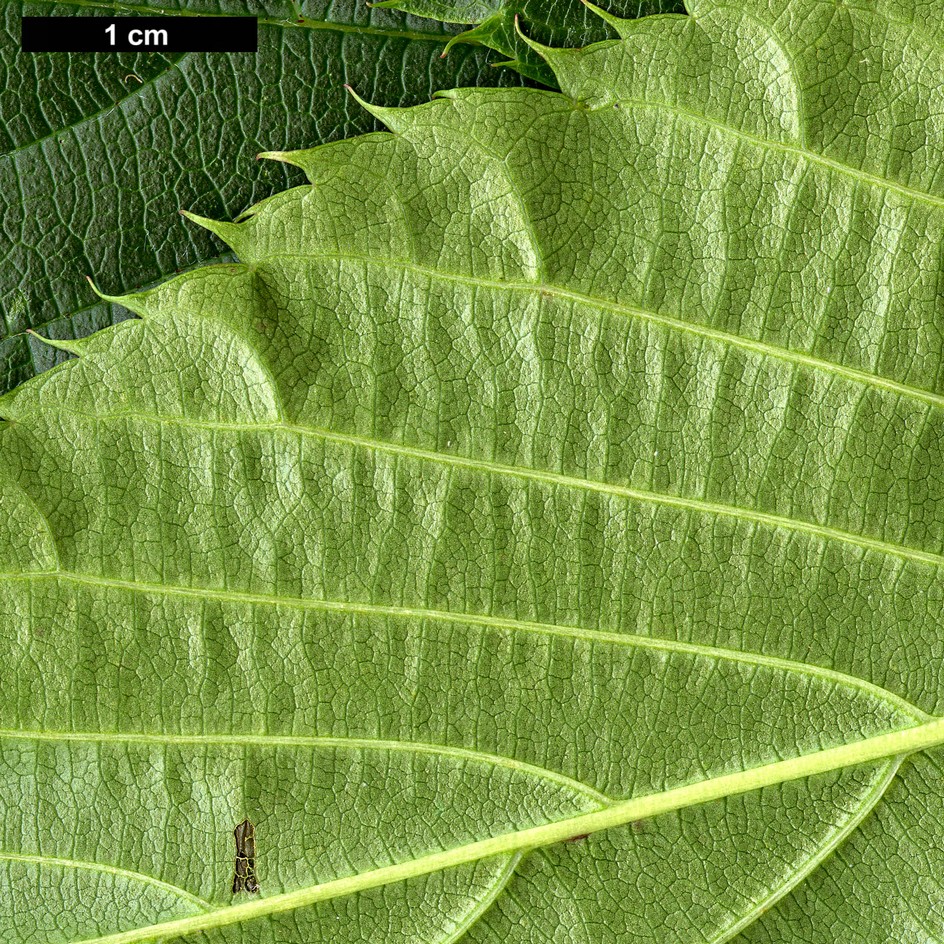 High resolution image: Family: Rosaceae - Genus: Sorbus - Taxon: subulata