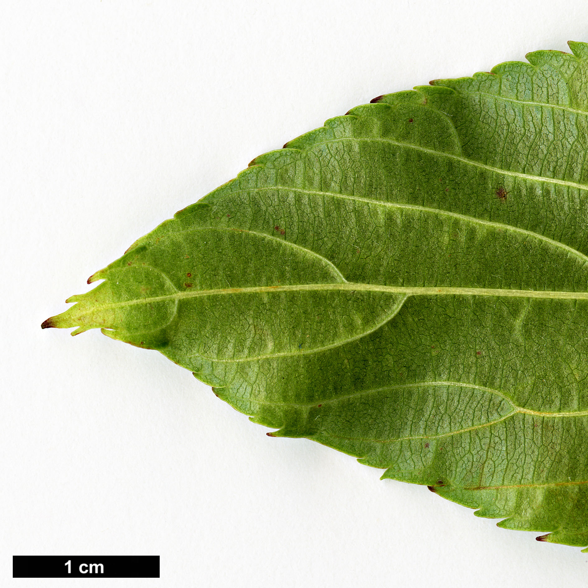 High resolution image: Family: Rosaceae - Genus: Sorbus - Taxon: subulata