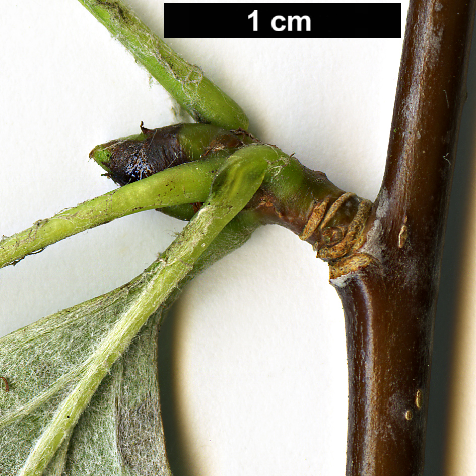 High resolution image: Family: Rosaceae - Genus: Sorbus - Taxon: takhtajanii