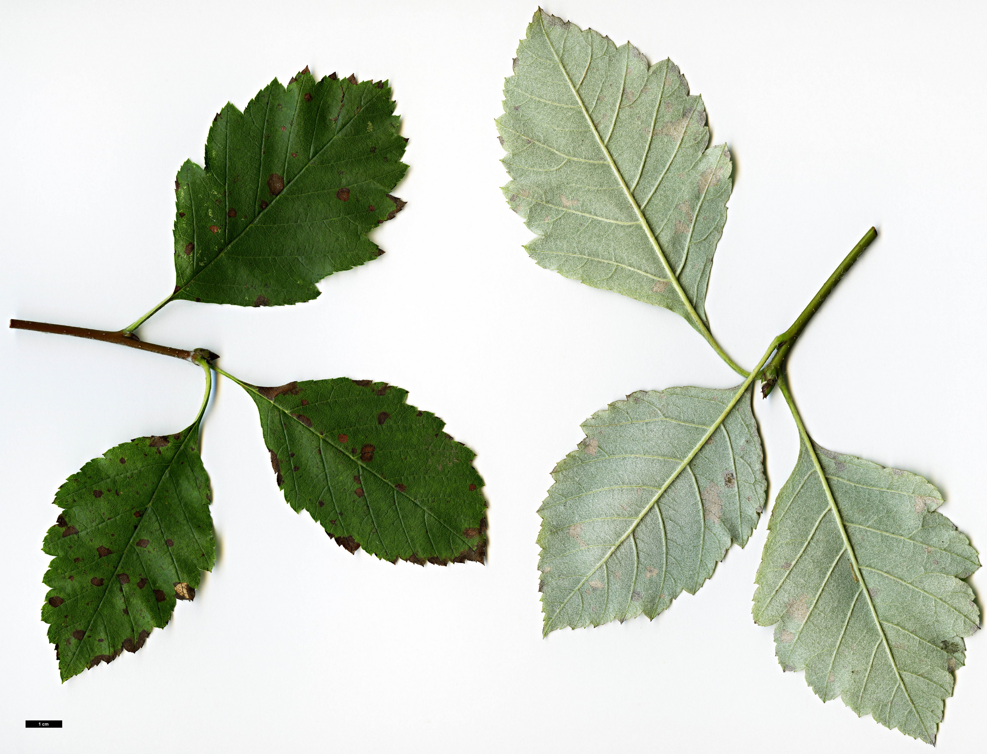 High resolution image: Family: Rosaceae - Genus: Sorbus - Taxon: takhtajanii