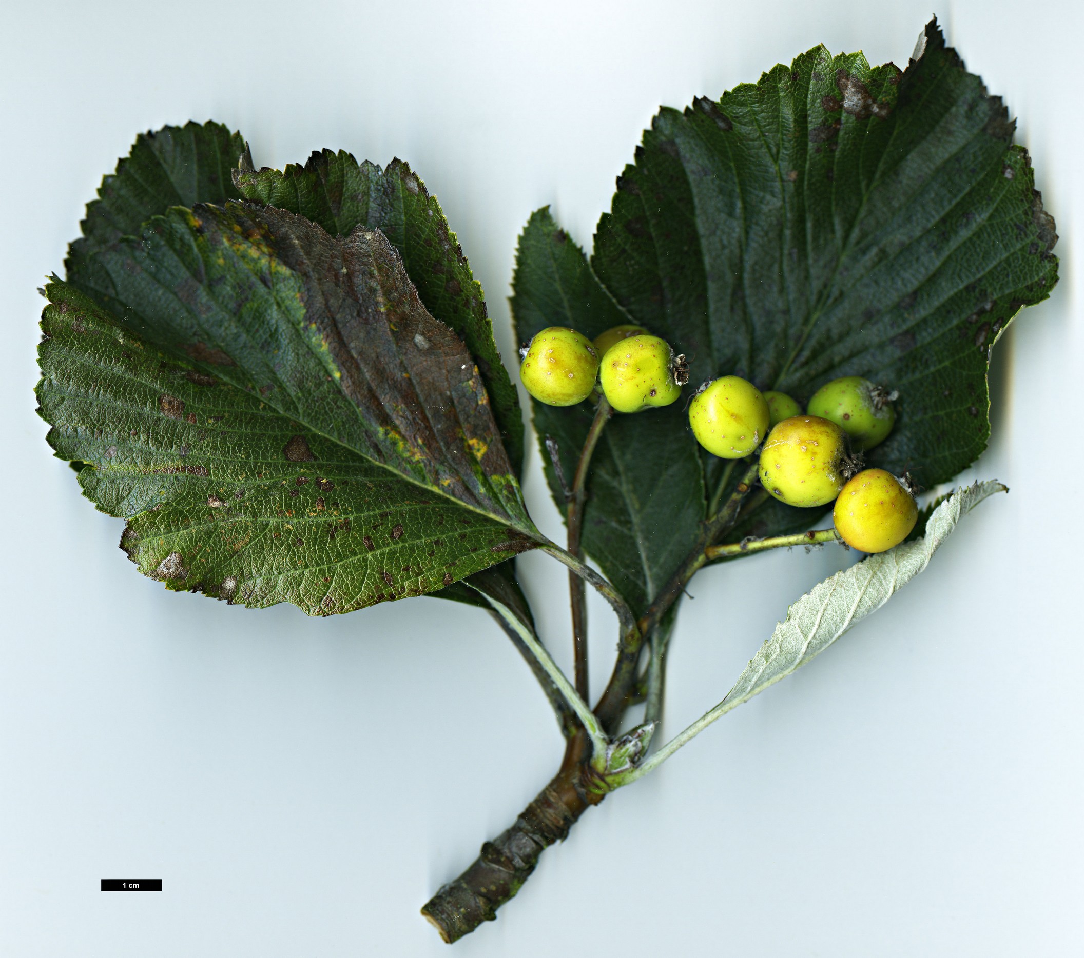 High resolution image: Family: Rosaceae - Genus: Sorbus - Taxon: thaiszii