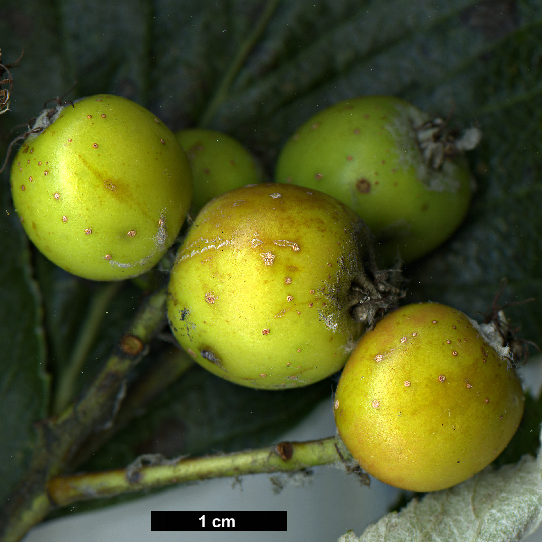 High resolution image: Family: Rosaceae - Genus: Sorbus - Taxon: thaiszii