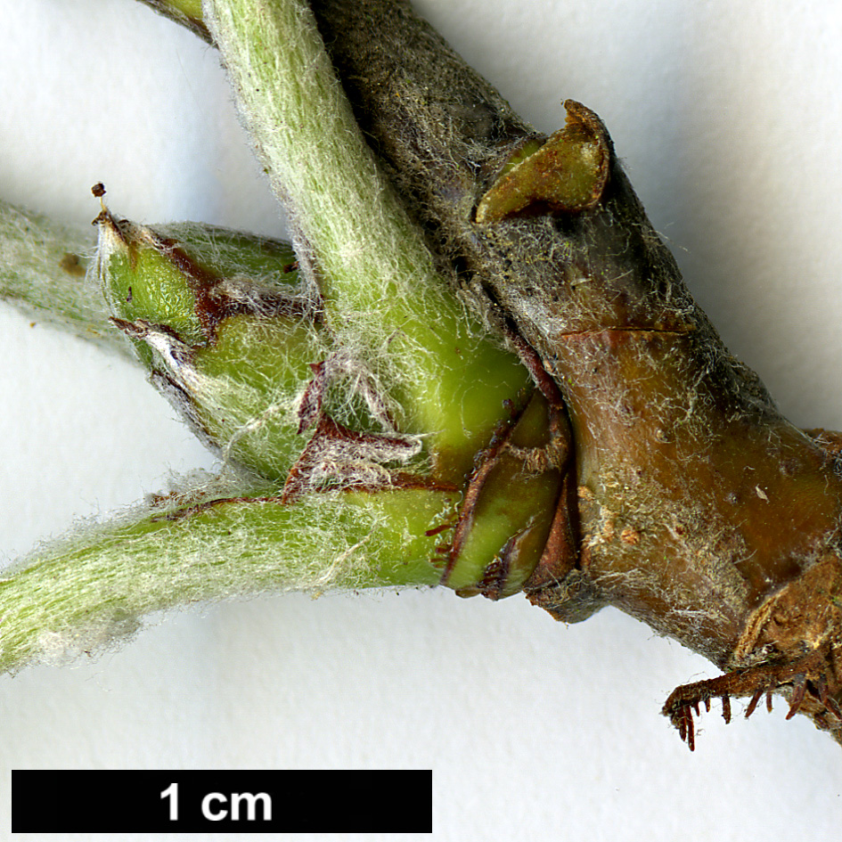 High resolution image: Family: Rosaceae - Genus: Sorbus - Taxon: thaiszii