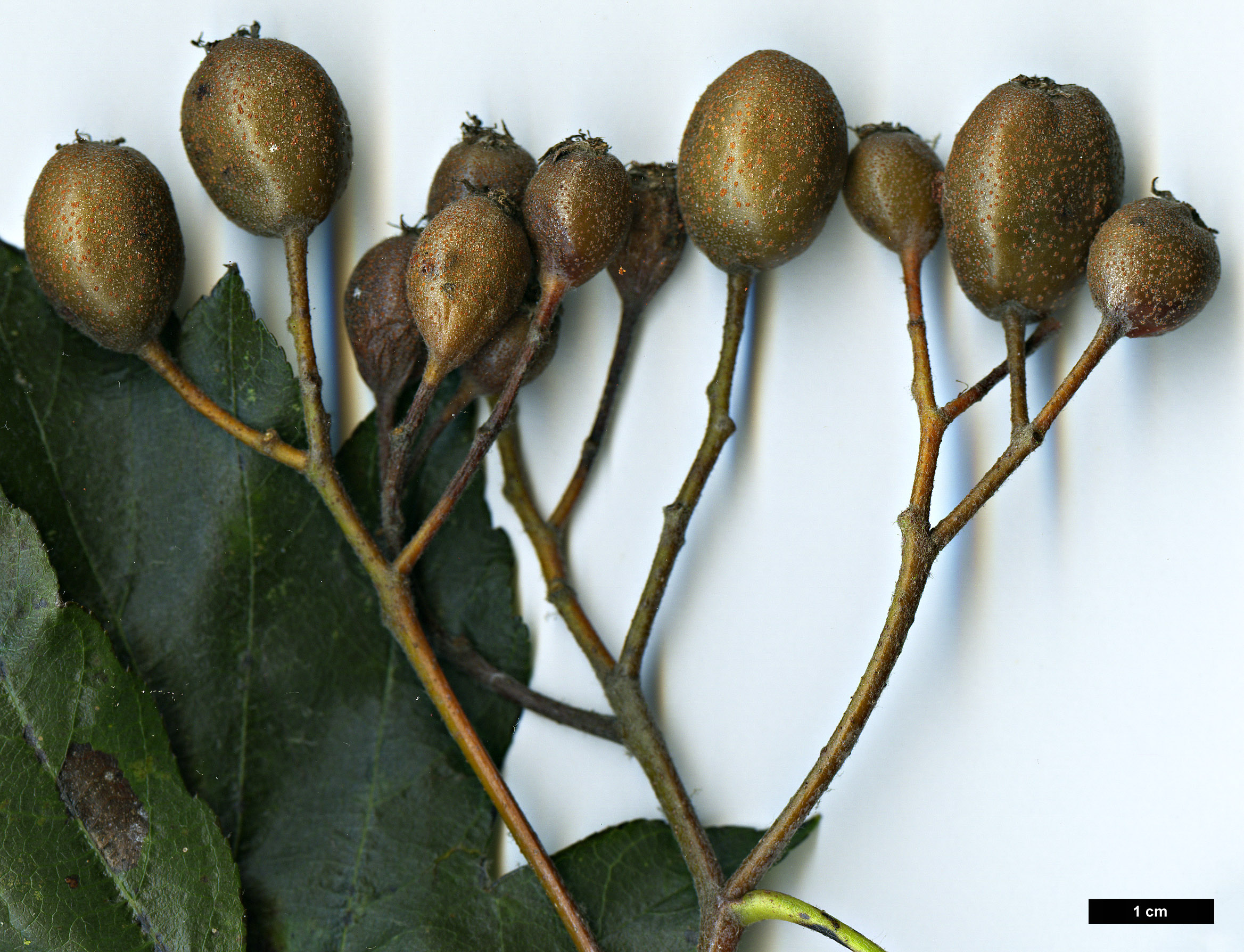 High resolution image: Family: Rosaceae - Genus: Sorbus - Taxon: torminalis