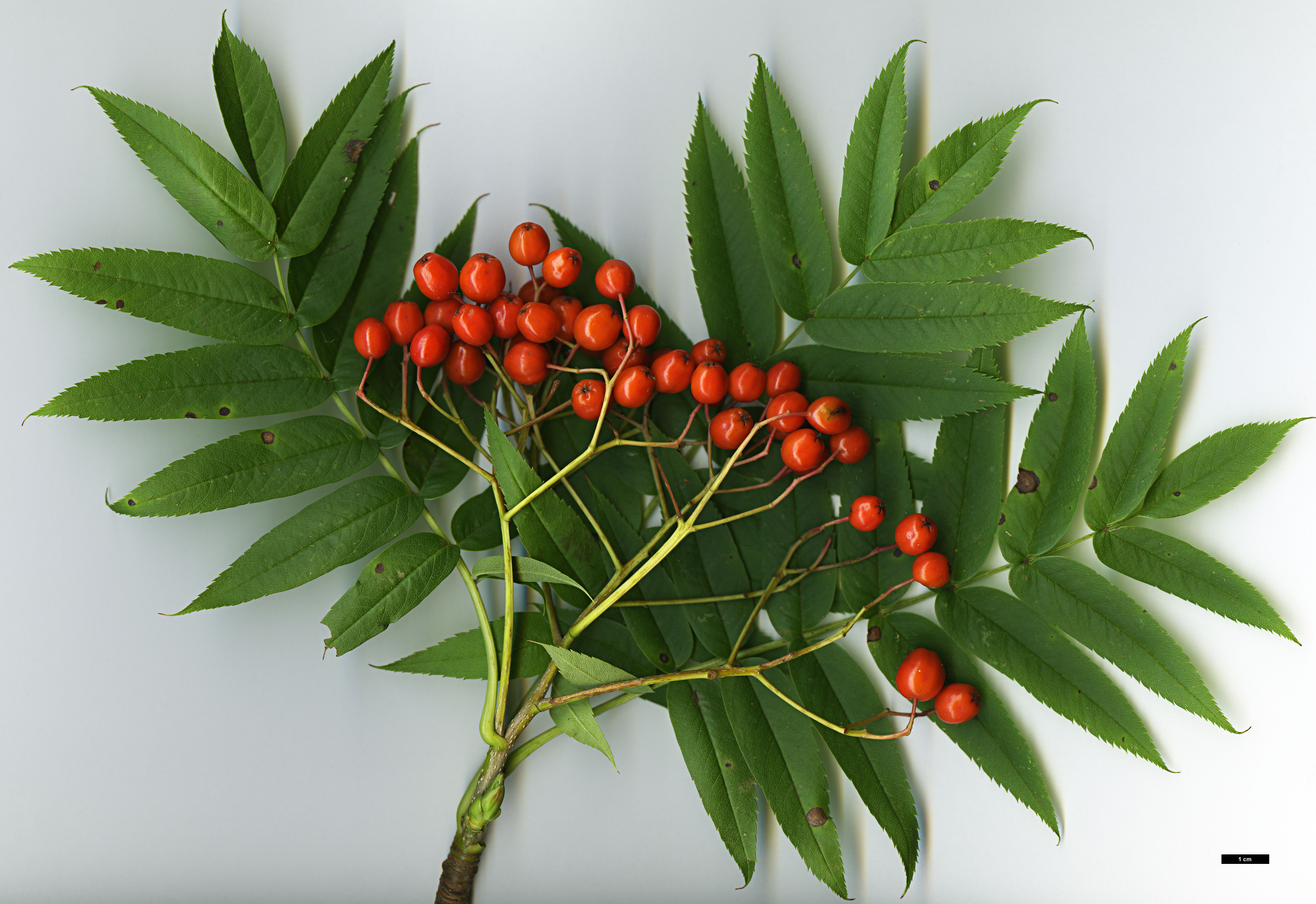 High resolution image: Family: Rosaceae - Genus: Sorbus - Taxon: ulleungensis