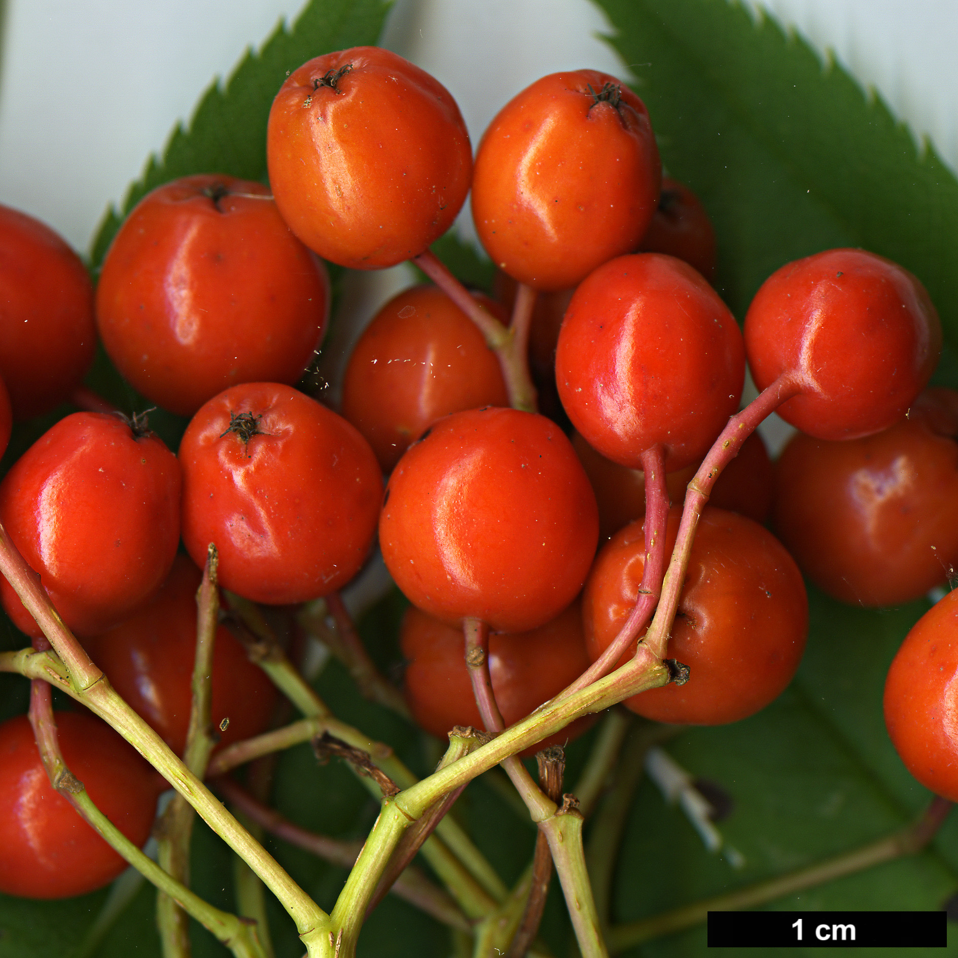 High resolution image: Family: Rosaceae - Genus: Sorbus - Taxon: ulleungensis