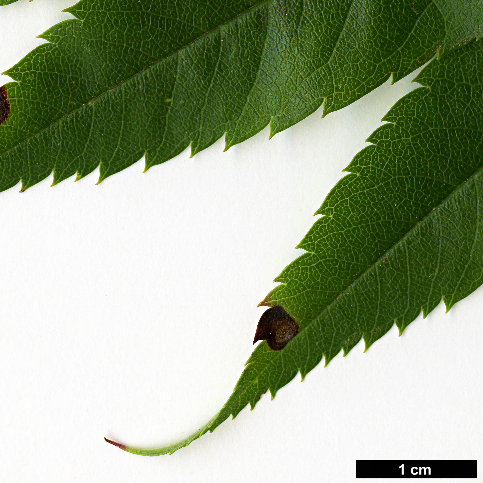 High resolution image: Family: Rosaceae - Genus: Sorbus - Taxon: ulleungensis