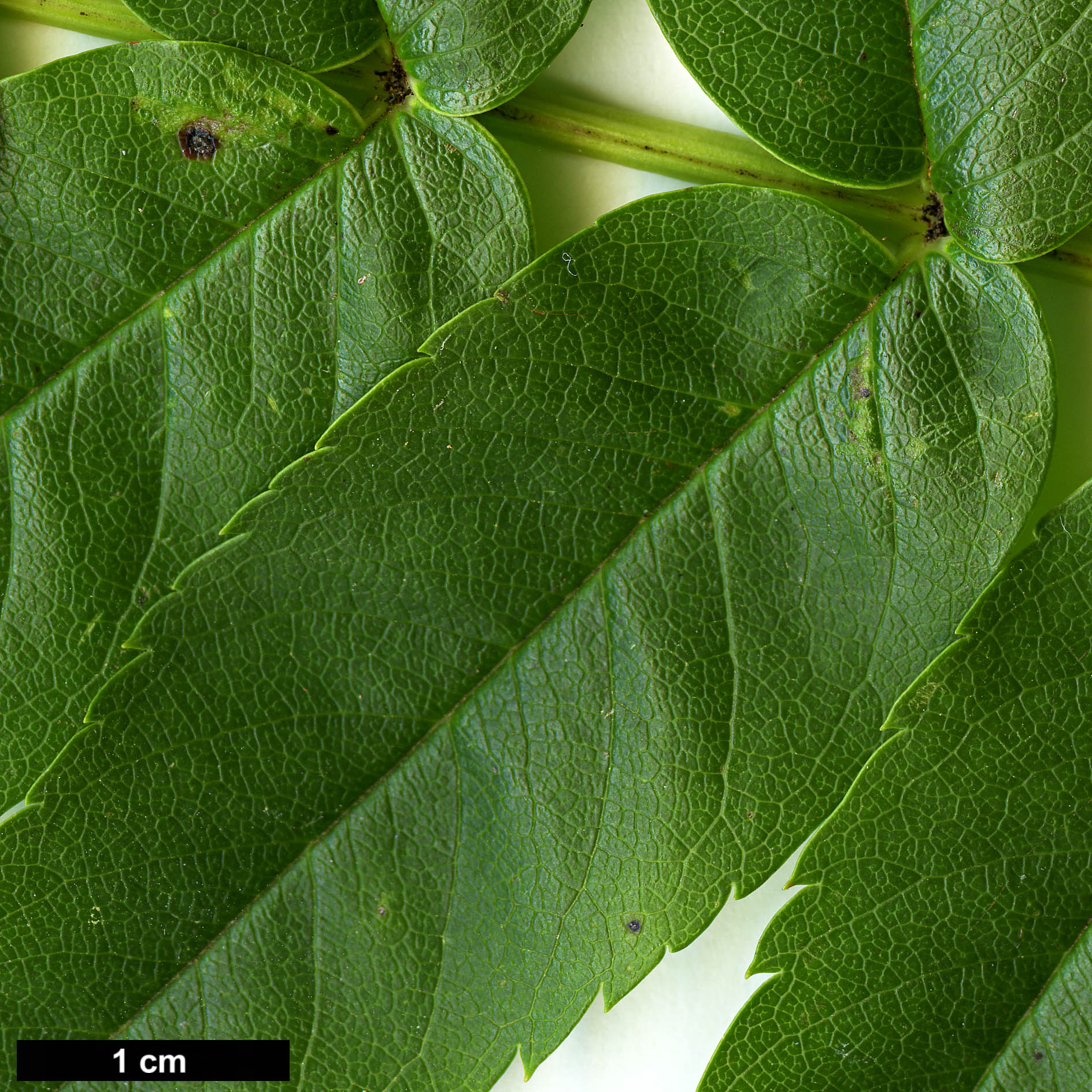 High resolution image: Family: Rosaceae - Genus: Sorbus - Taxon: ulleungensis