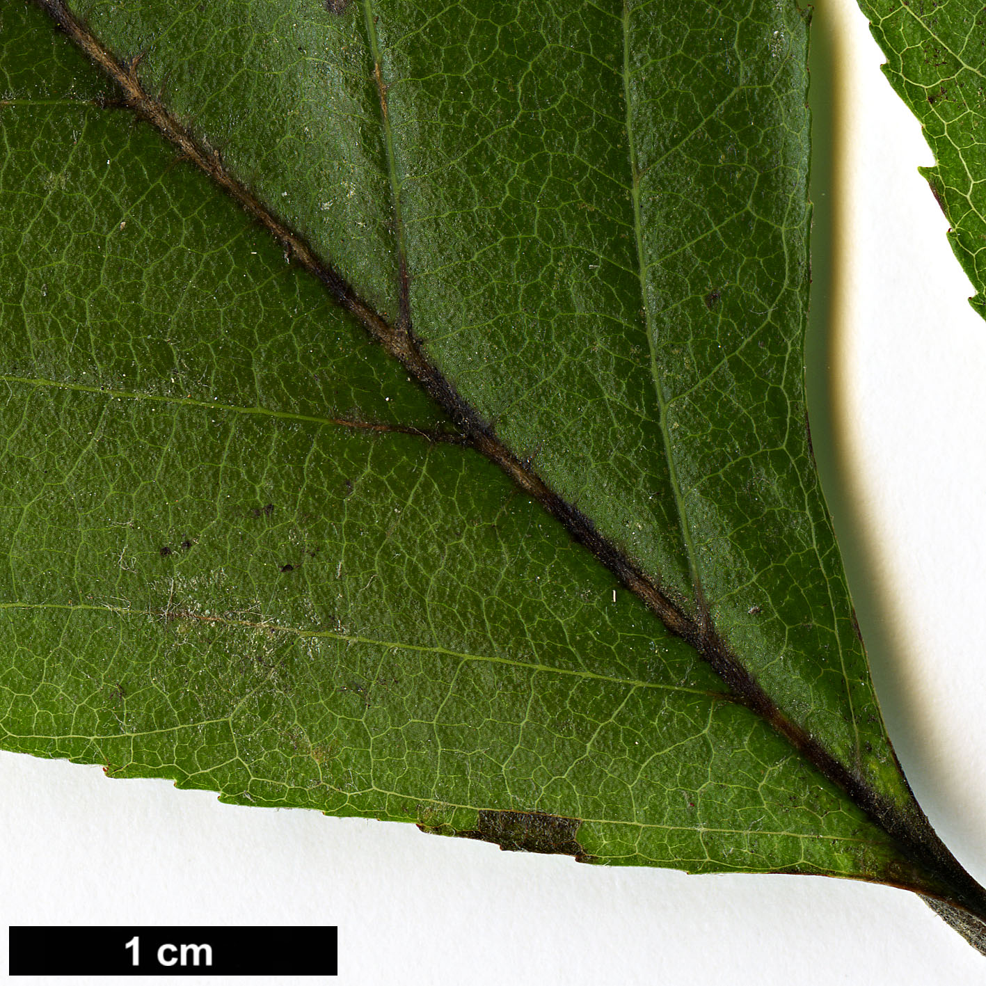 High resolution image: Family: Rosaceae - Genus: Sorbus - Taxon: vertesensis