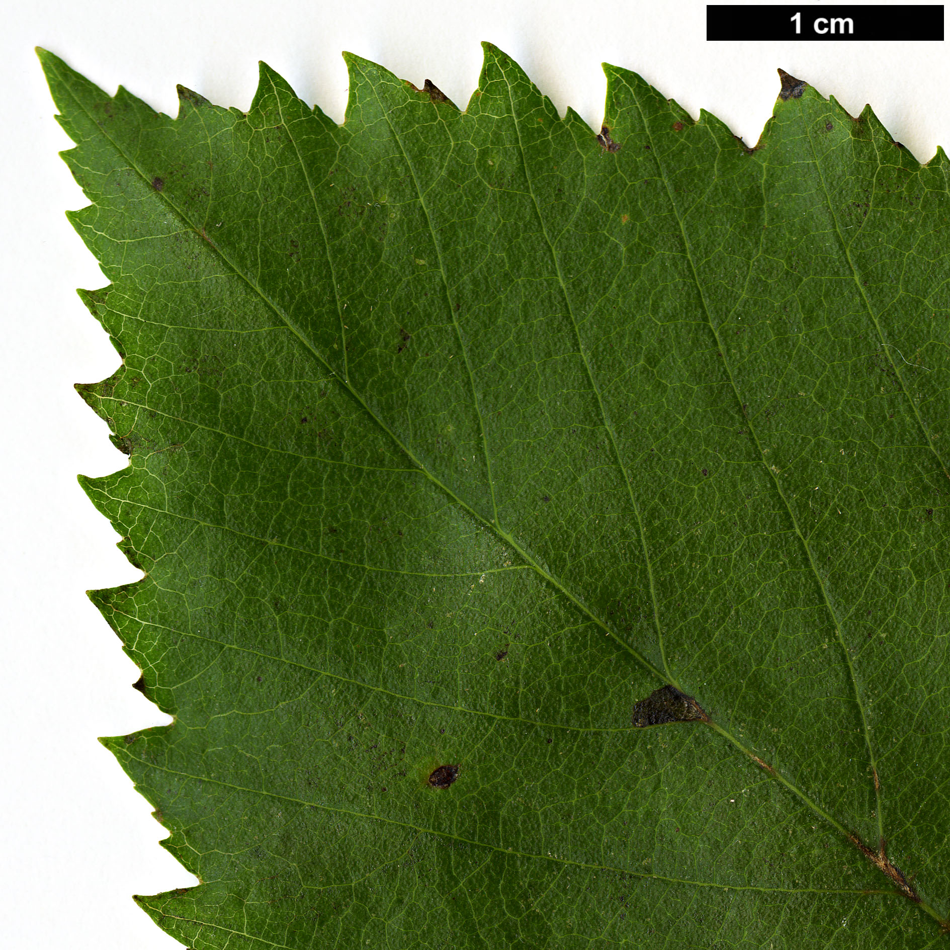 High resolution image: Family: Rosaceae - Genus: Sorbus - Taxon: vertesensis