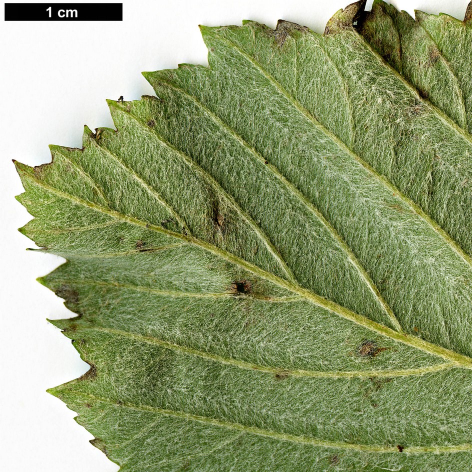 High resolution image: Family: Rosaceae - Genus: Sorbus - Taxon: vertesensis