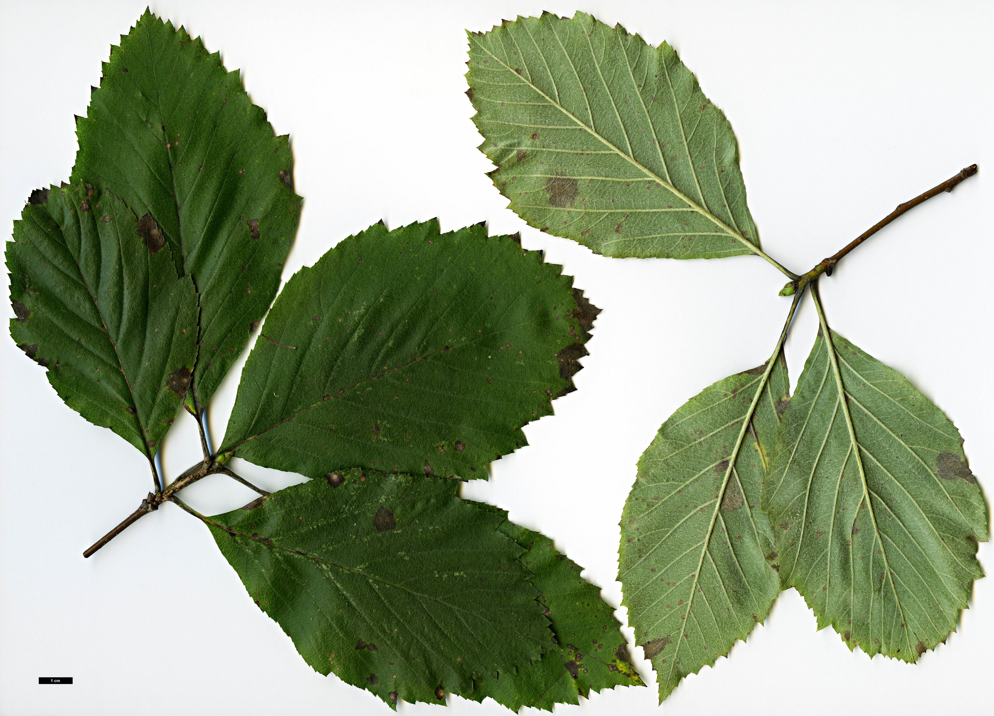 High resolution image: Family: Rosaceae - Genus: Sorbus - Taxon: vertesensis