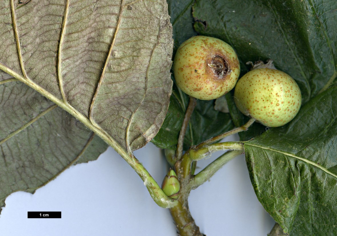 High resolution image: Family: Rosaceae - Genus: Sorbus - Taxon: vestita