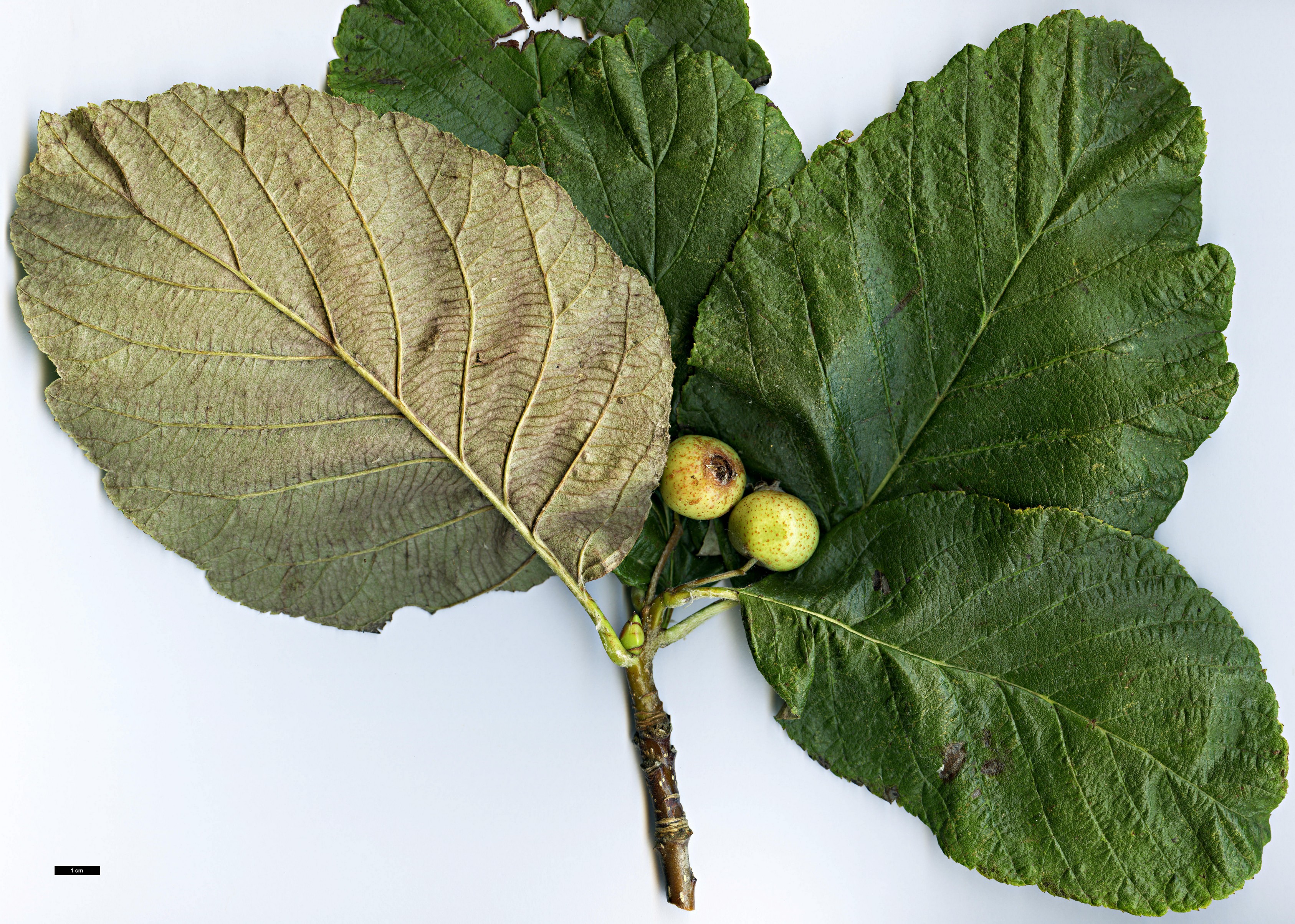 High resolution image: Family: Rosaceae - Genus: Sorbus - Taxon: vestita