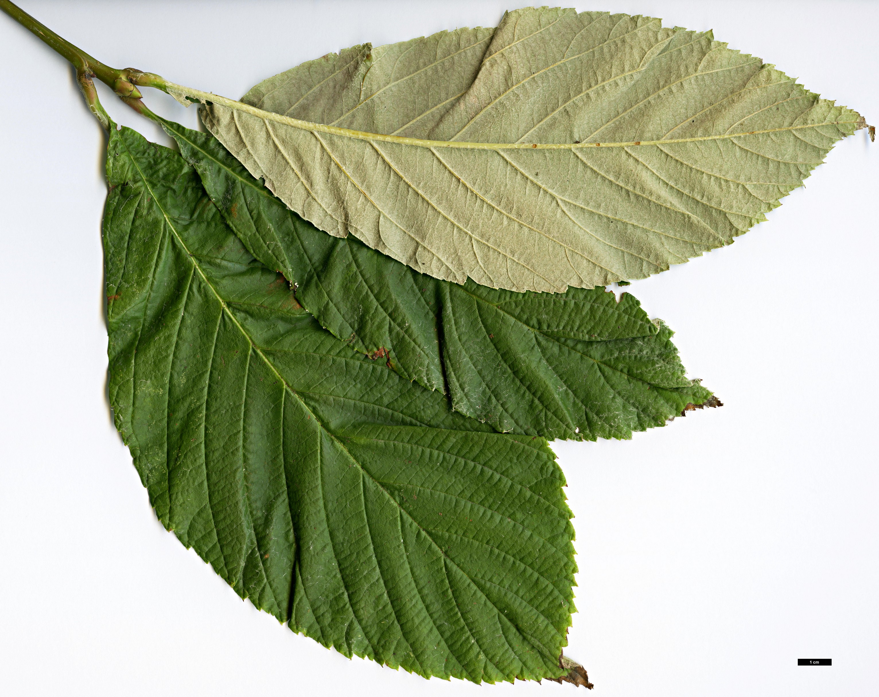 High resolution image: Family: Rosaceae - Genus: Sorbus - Taxon: vestita